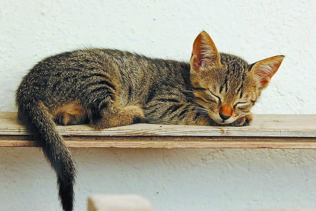 γατεσ δηλητηριαζει φολα