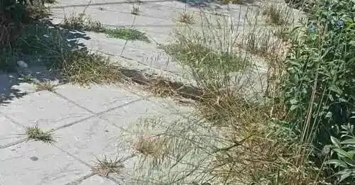 "Ζούγκλα" η Πλατεία στα Ταμπάχανα